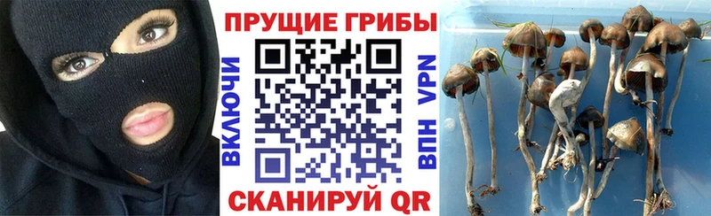 Галлюциногенные грибы Psilocybine cubensis  Купить где  Куровское 